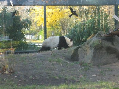 rare giant panda donated by China