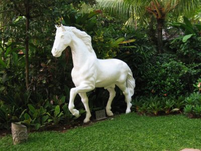 white horse at the Kumala Pantai