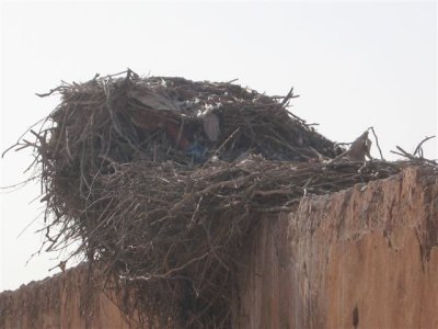 all that is left are the towering pise walls taken over by stork nests