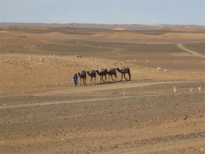 camel transport into the desert