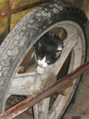 kitten trying to stay out of the way so he doesn't get stepped on