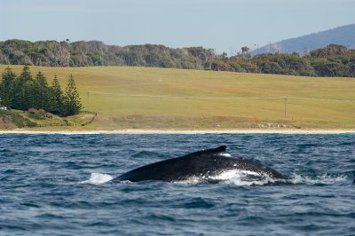 First-whale-off-Narooma.jpg