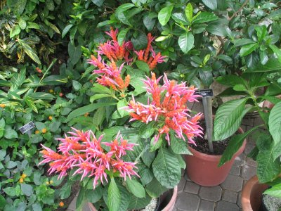 IMG_9662.jpg