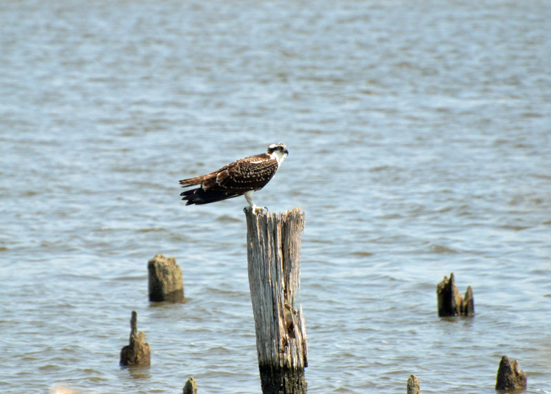 Another Osprey