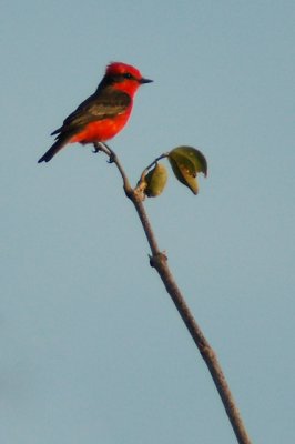 Vermilion Flycatcher