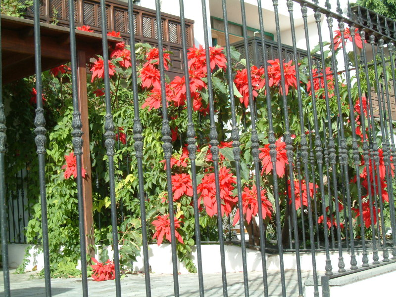 Flower behind Bars