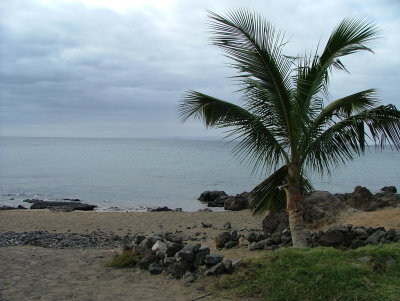 Palm on the Beach