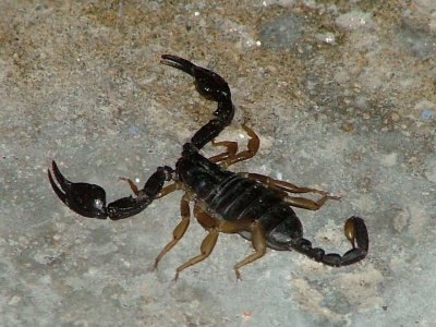 Scorpions at Blesta