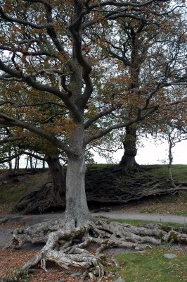 Old Tree on Friars Graig