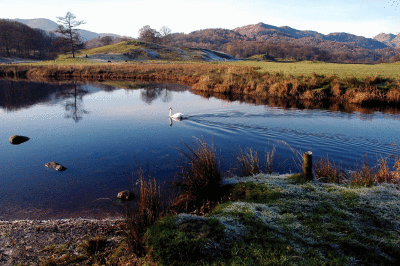 Ducks on The Cumbria Lakes