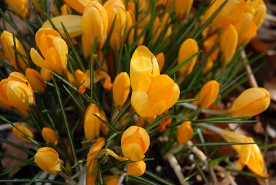 Yellow Crocus