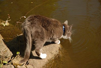 Cat Drinking from Outside Pond