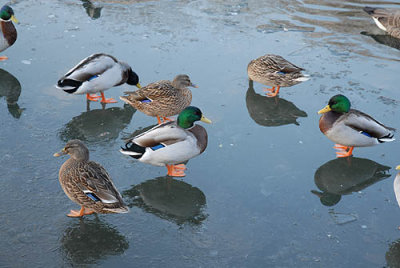 Malard Ducks on Icy Pond