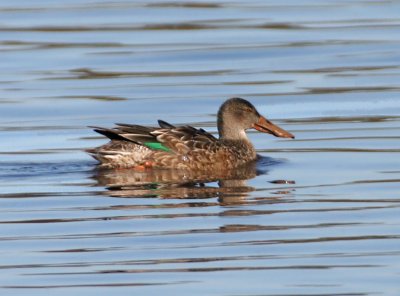 female northern shoveller