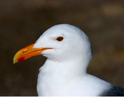 gull