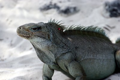 Iguana on the beach with tag and fly on eye