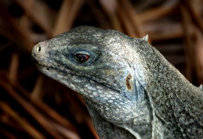 Turks and Caicos iguana