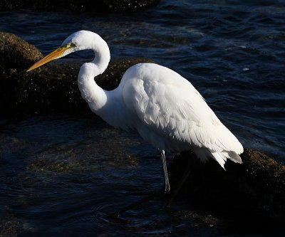 egret