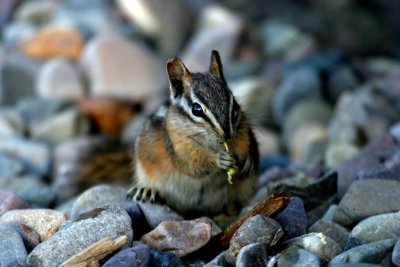 chippie the chipmunk