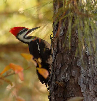Male Pileated Woodpecker