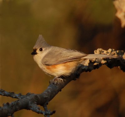 021907 Tufted Titmouse