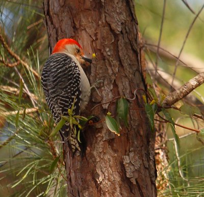 Red-Bellied Woodpecker and jasmine