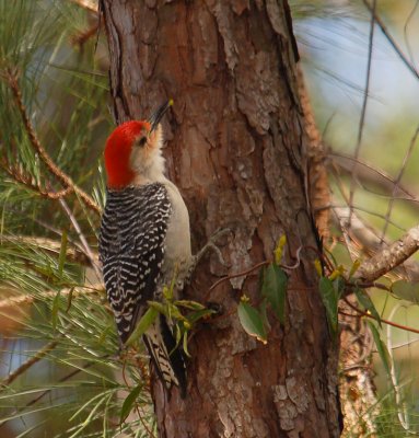 Red-bellied Woodpecker and Jasmine