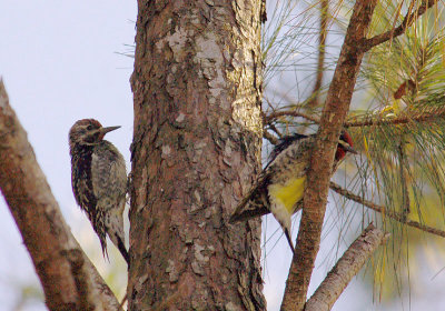 Adult and Immature Yellow-bellied Sapsuckers