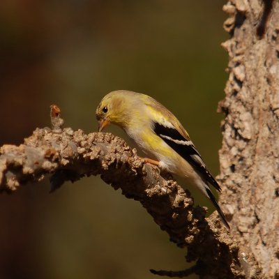 Amererican Goldfinch