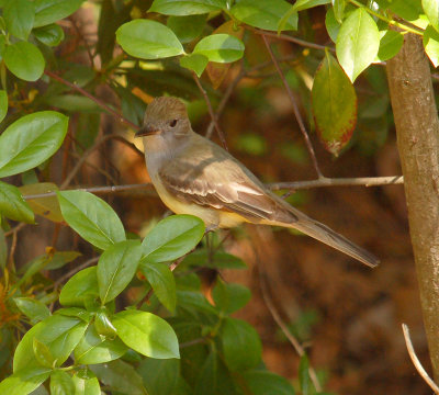 041307 Great-crested Flycatcher
