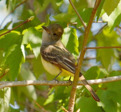 041307 Great-crested Flycatcher