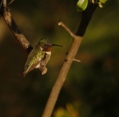041707 Male Ruby-throated Hummingbird