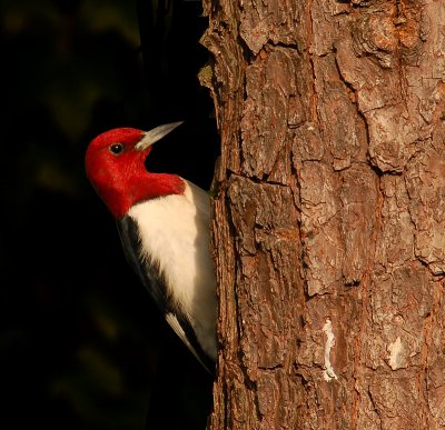 042107 Red-Headed   Woodpecker