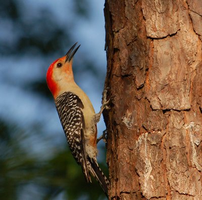 042707 Male Red-bellied Woodpecker