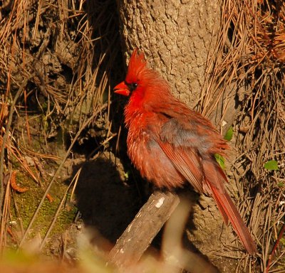 042707  Male Northern Cardinal
