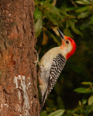 060907 Red-bellied Woodpecker