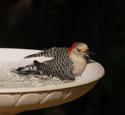 052007 Bathing Red-bellied Woodpecker1b