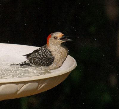 052007 Bathing Red-bellied BWoodpecker3b