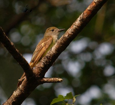 062207 Great-crested Flycatcher5a.jpg