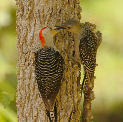 063007 Parent and offspring Red-bellied Woodpecker