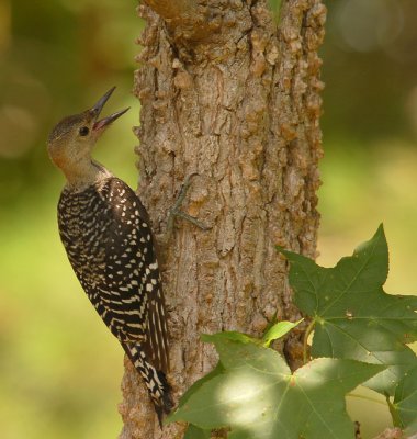 063007 Juvenile Red-bellied Woodpecker 3a.jpg