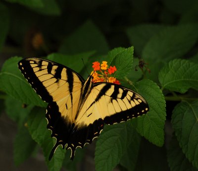 072807 Eastern Tiger Swallowtail