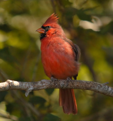 090807 Male Northern Cardinal