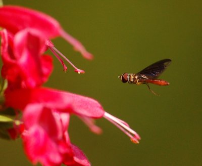 080107 Hover Fly