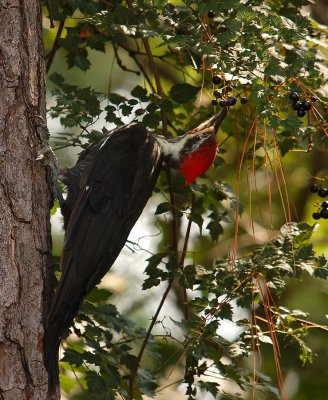 091607 Pileated