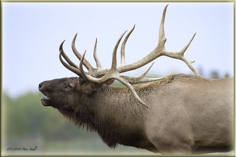 Bugle Elk.jpg