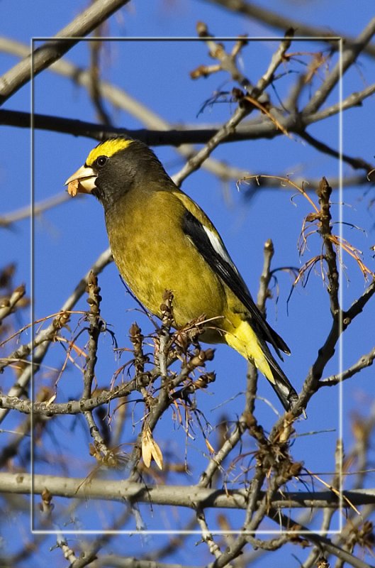 Evening grosbeak.jpg