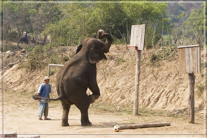 Basketball elephant.jpg