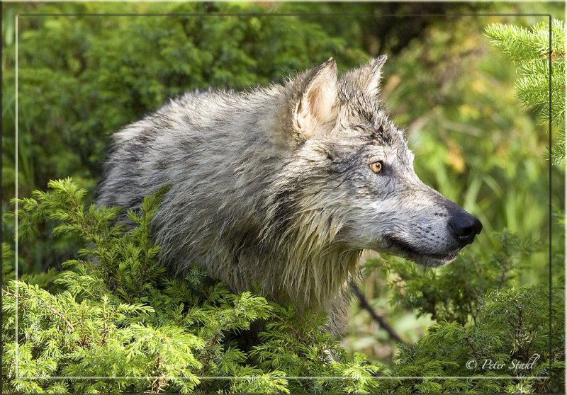 Wolf portrait.jpg