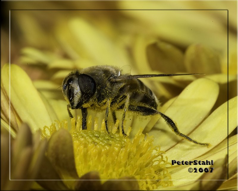 Swimming in pollen.jpg